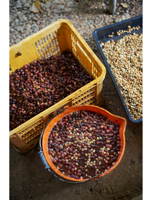 根子マタギコーヒーがセレクトしたお豆をお得に購入いただけます。